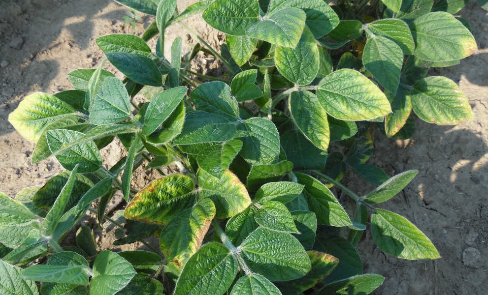 2-problems in soybeans.jpg